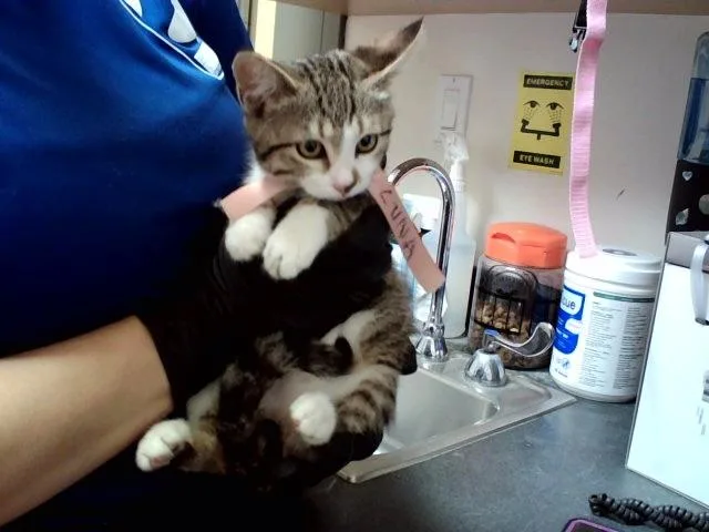 A baby small-sized female Domestic Short Hair cat named Luna for adoption in Martinez, CA