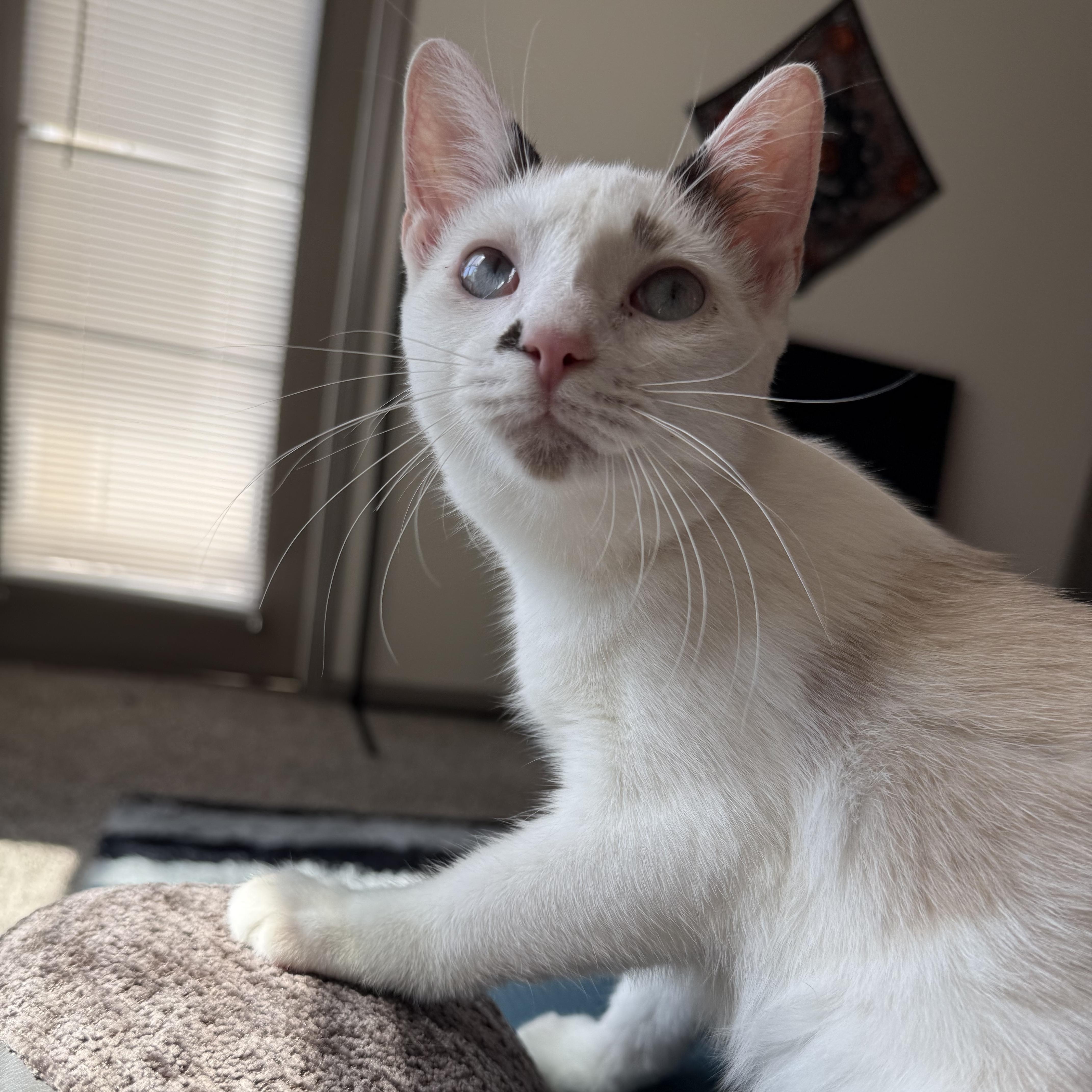 A young medium-sized male Siamese cat named Cronus for adoption in Columbia, SC