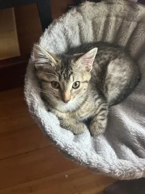 A baby medium-sized female Tabby (Buff / Tan / Fawn) Domestic Short Hair cat named Thea for adoption in Mokena, IL