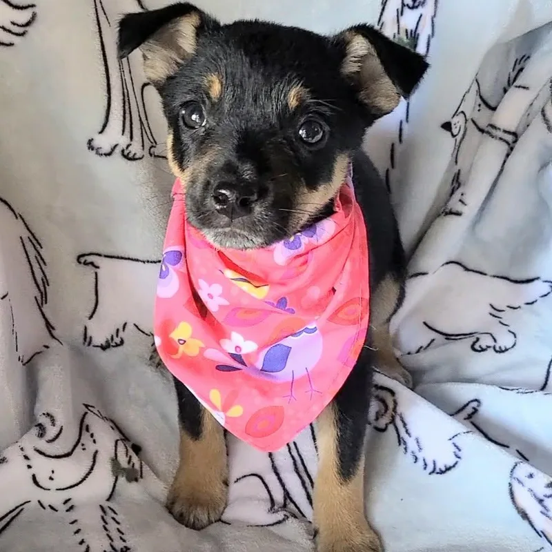 A baby medium-sized female Mixed Breed dog named Neapolitan for adoption in Woolwich, ME