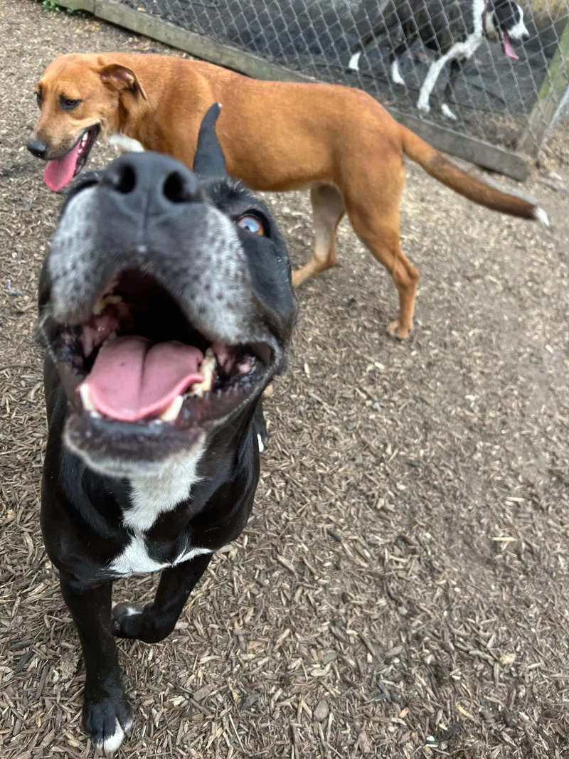 An adult medium-sized female Mixed Breed dog named Cookie for adoption in Spring, TX