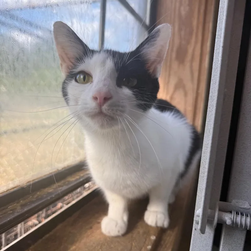 A young small-sized female Black Domestic Short Hair cat named Sunnie for adoption in New York, NY