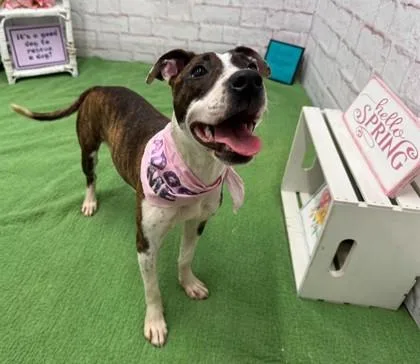 An adult medium-sized female Pit Bull Terrier dog named Beets for adoption in Westland, MI