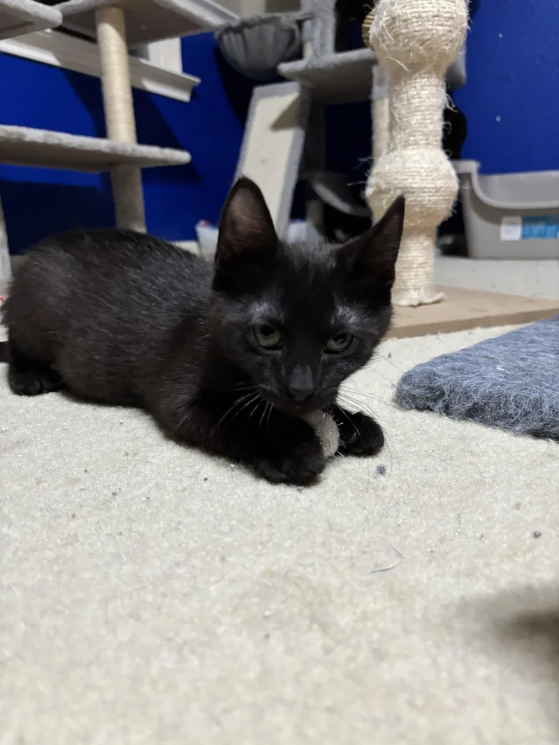A baby medium-sized female Black Tabby cat named Melanie for adoption in MONTGOMERY, TX
