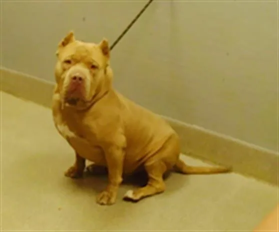 An adult extra large-sized male Pit Bull Terrier dog named Chad for adoption in Las Vegas, NV