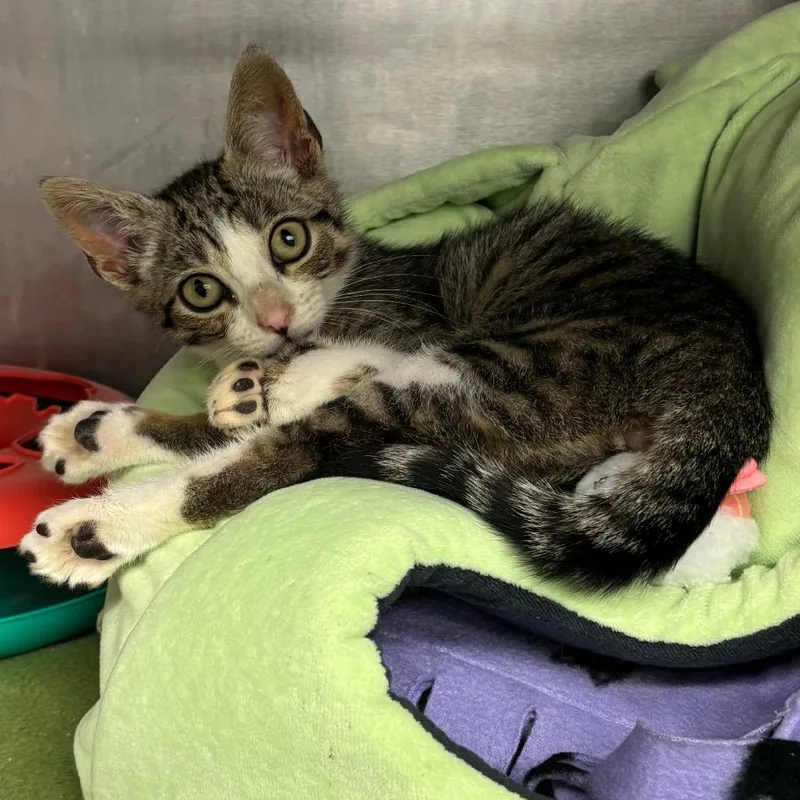 A baby small-sized male Brown / Chocolate Domestic Short Hair cat named Tuesday for adoption in Los Angeles, CA