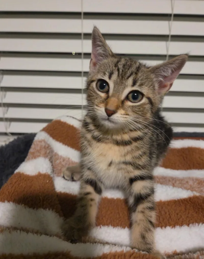 A baby medium-sized female Tabby (Brown / Chocolate) Domestic Short Hair cat named Honey for adoption in Moriches, NY