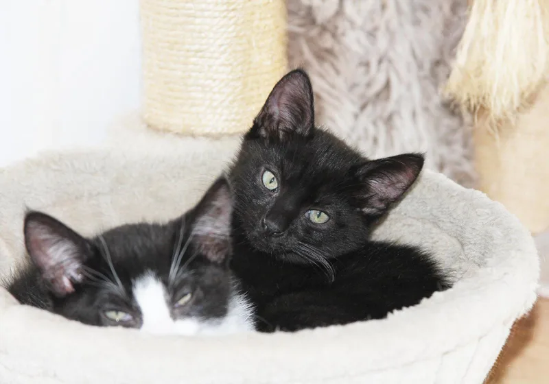 A baby medium-sized female Black Domestic Short Hair cat named Poppy for adoption in Alameda, CA