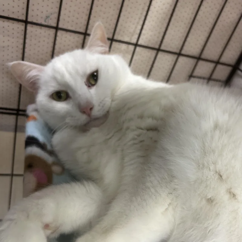 An adult large-sized male White Domestic Short Hair cat named Saint for adoption in Mokena, IL
