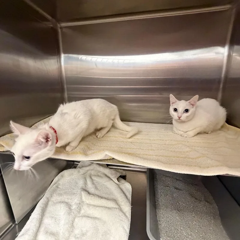 A young small-sized female White Domestic Short Hair cat named Zara for adoption in Hamburg, NY