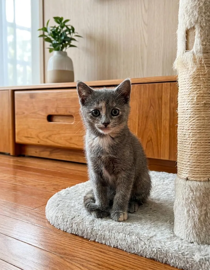A young small-sized female Domestic Short Hair cat named Sea shell for adoption in Newtown Square, PA