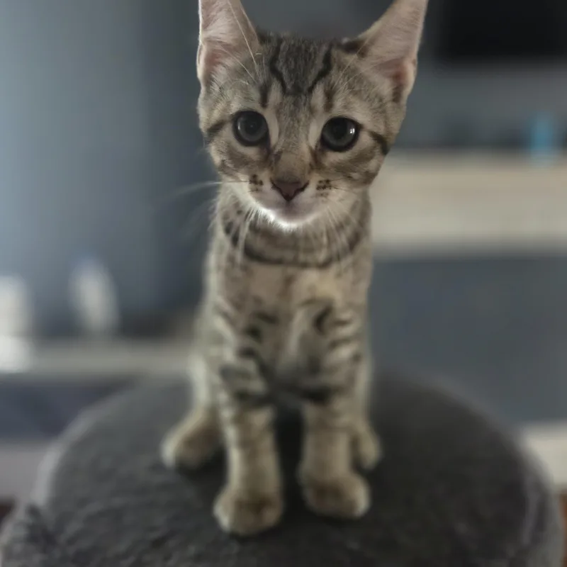 A baby medium-sized female Tabby (Buff / Tan / Fawn) Domestic Short Hair cat named Milky Way for adoption in Kenhorst, PA