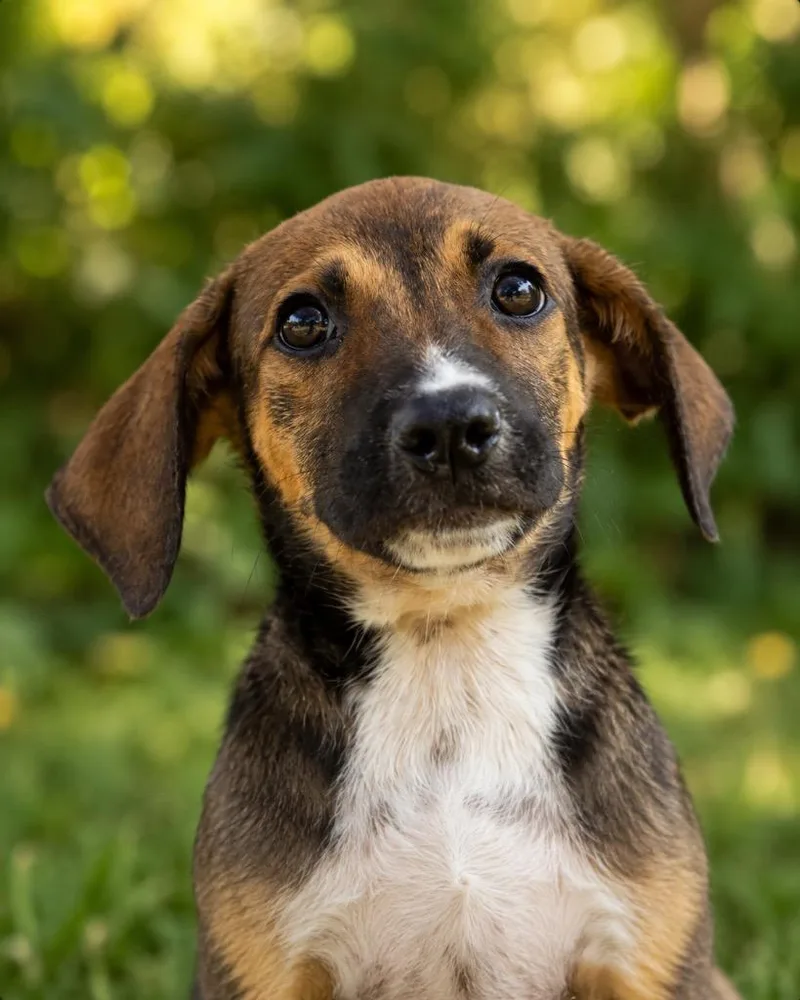 A baby extra large-sized male Terrier dog named Griffen for adoption in North Syracuse, NY