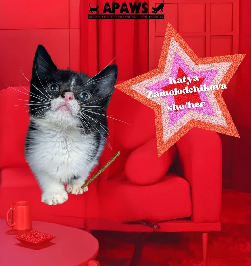 A baby medium-sized female Black & White / Tuxedo Domestic Short Hair cat named Katya Zamolodchikova for adoption in Baton Rouge, LA
