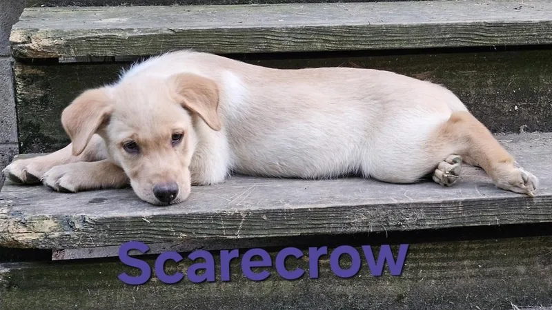 A baby large-sized male Yellow / Tan / Blond / Fawn Labrador Retriever dog named Scarecrow for adoption in Peoria, IL