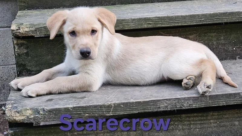 Scarecrow thumbnail 2