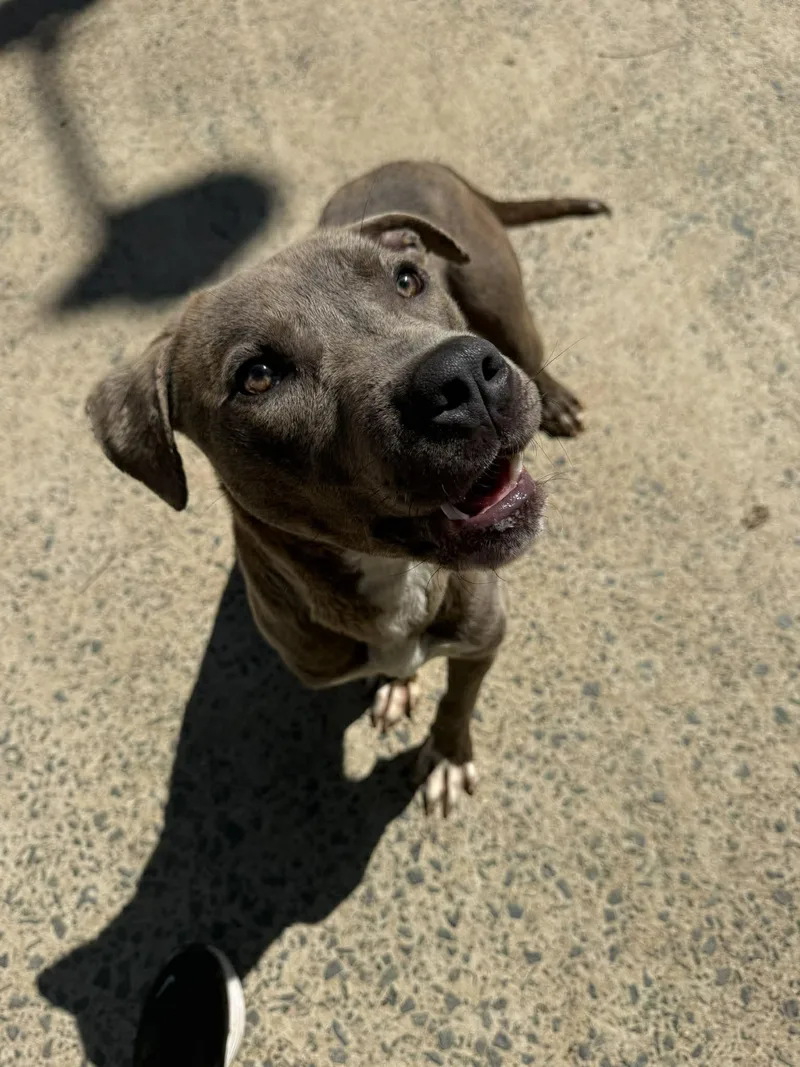 An adult large-sized male Terrier dog named Gardner for adoption in Holbrook, NY