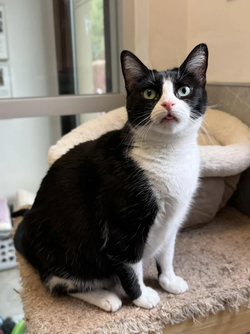 A young medium-sized female Black Domestic Short Hair cat named Elsa for adoption in Elizabethtown, NY