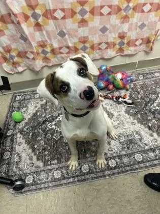 A baby medium-sized male Brown / Chocolate Mixed Breed dog named Bingo for adoption in Hamilton, OH
