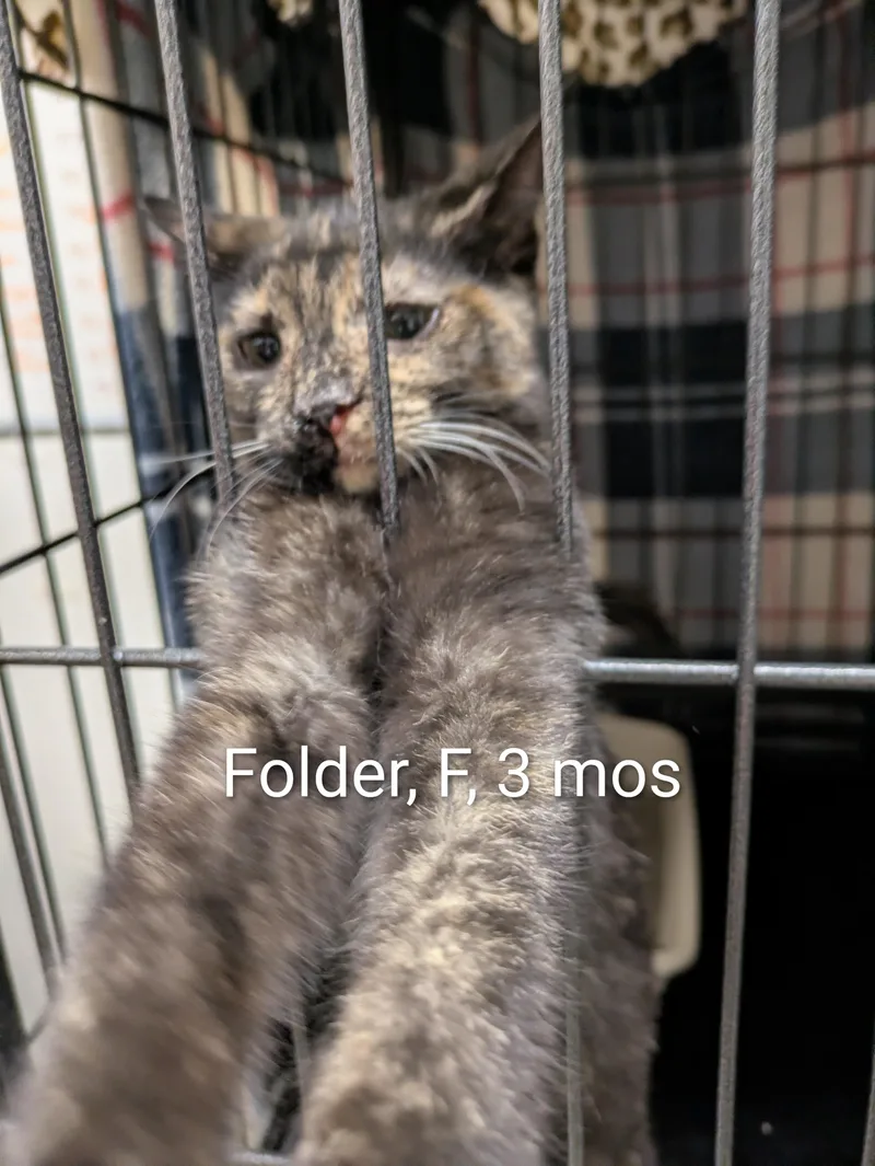 A young small-sized female Tortoiseshell Domestic Short Hair cat named Folder for adoption in Bedford, VA