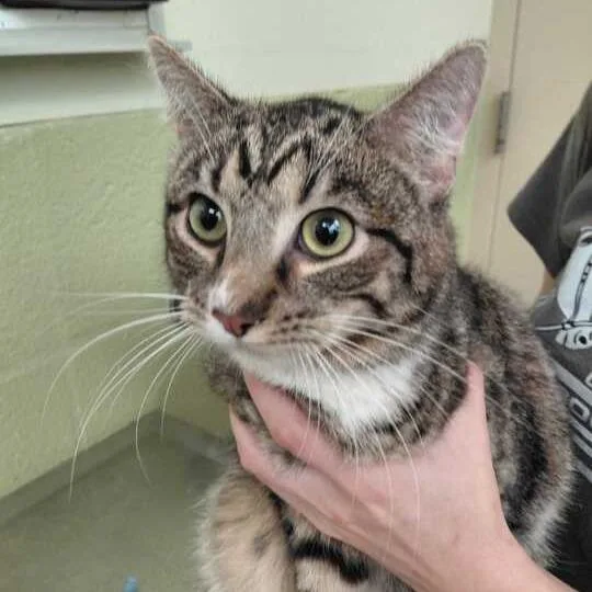 An adult medium-sized male Brown / Chocolate Domestic Short Hair cat named Marshall for adoption in Perkiomenville, PA