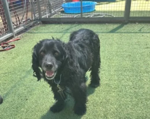 An adult small-sized female Cocker Spaniel dog named Eloise for adoption in Van Nuys, CA