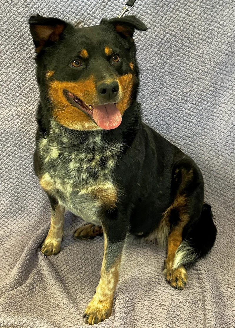 An adult medium-sized female Tricolor (Brown, Black, & White) Rottweiler dog named Rosie Q for adoption in Lodi, CA