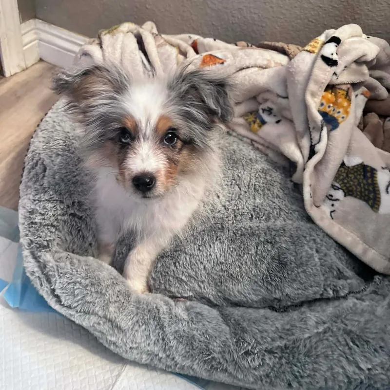 Finn~ Stunning Aussie thumbnail 2