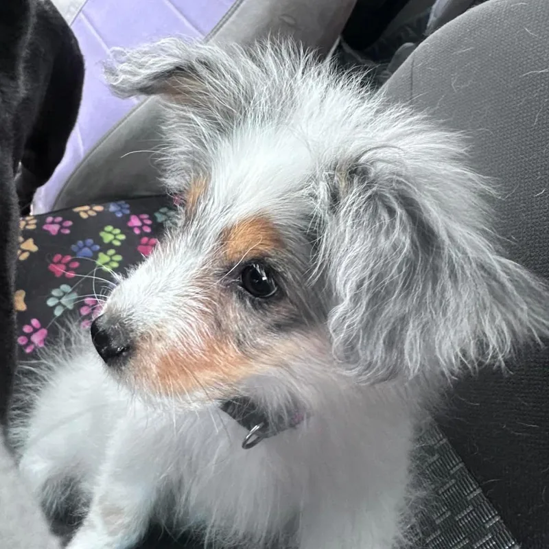 Finn~ Stunning Aussie thumbnail 3