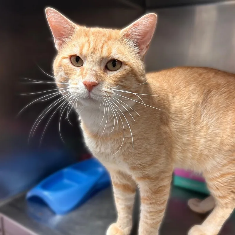 A senior large-sized male Domestic Short Hair cat named Dollar Fortnite Card for adoption in Davenport, IA