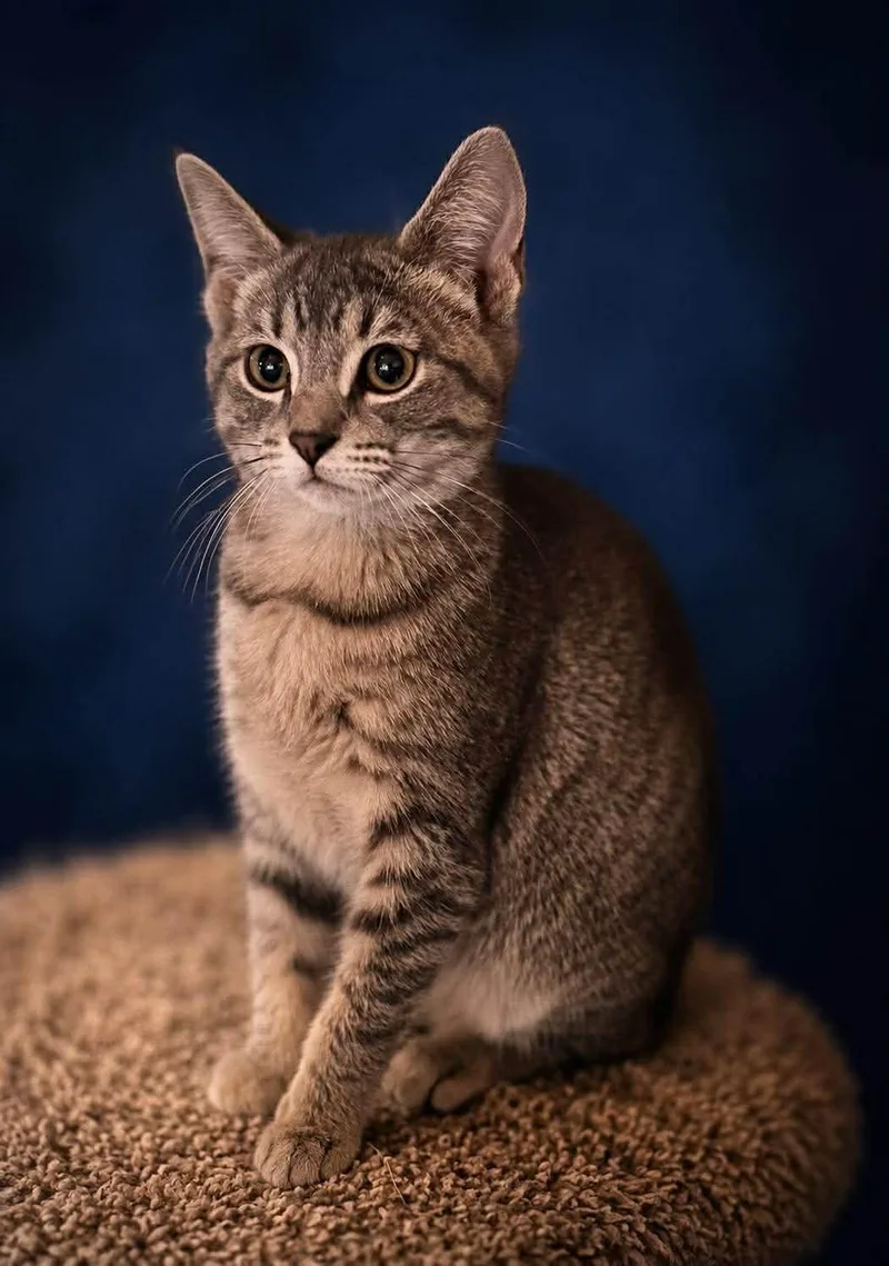A baby small-sized female Tabby (Brown / Chocolate) Domestic Short Hair cat named Coming Soon  Shae for adoption in Sisseton, SD