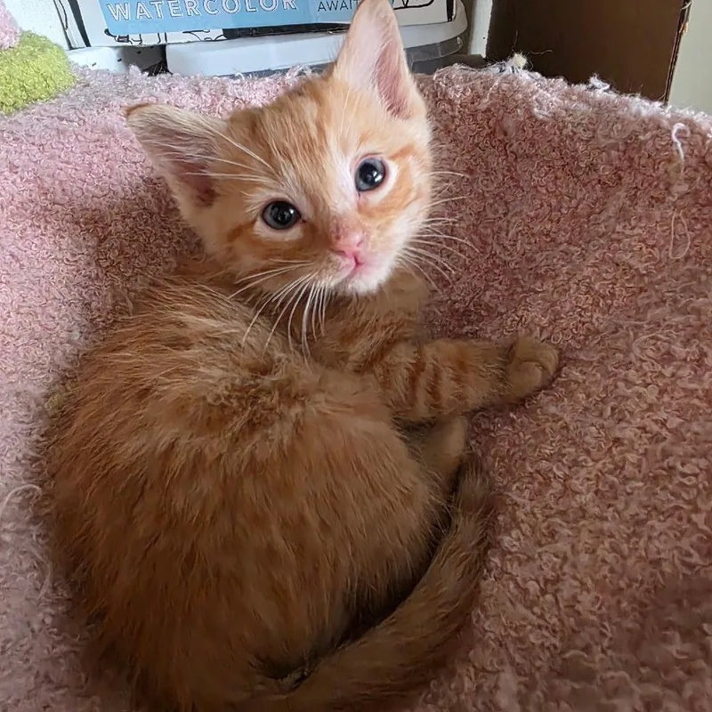 A baby small-sized male Orange / Red Domestic Short Hair cat named Tiki Torch for adoption in Layton, UT