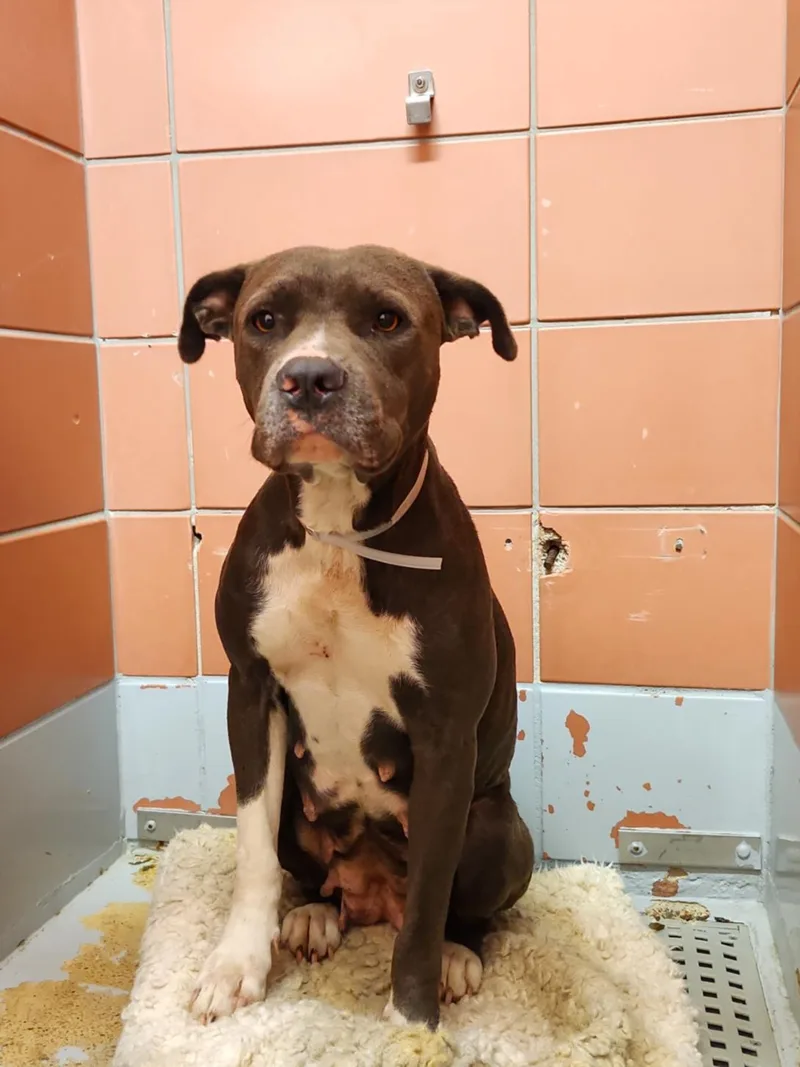 An adult medium-sized female Staffordshire Bull Terrier dog named Sassy for adoption in Houston, TX