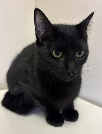 A young small-sized male Domestic Short Hair cat named Batman for adoption in Savannah, GA