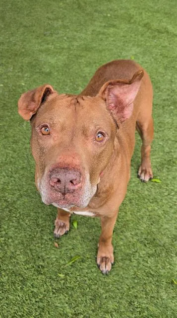 An adult extra large-sized male Terrier dog named Theo for adoption in Miami, FL