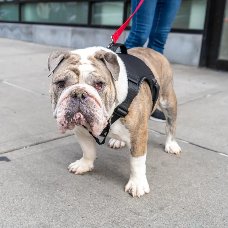 A senior medium-sized male Brindle English Bulldog dog named Mars for adoption in New York, NY