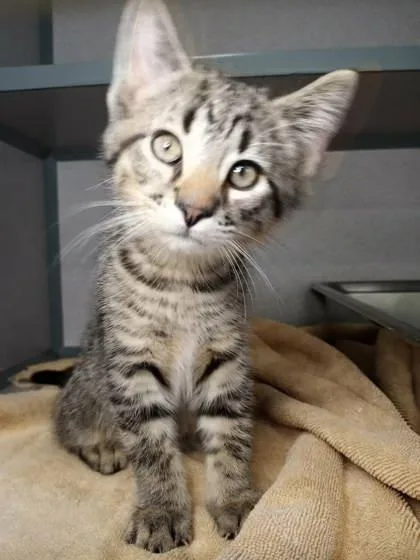 Elvis Purrsley