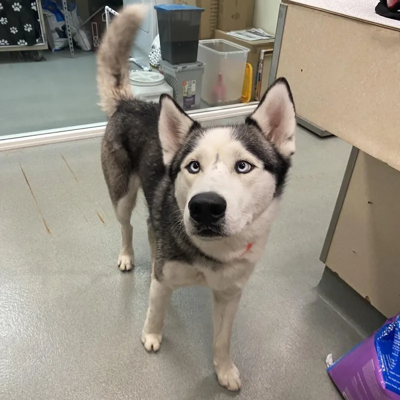 Wagsstray