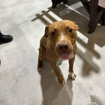 A young medium-sized male Brown / Chocolate Mixed Breed dog named Peanut for adoption in West Palm Beach, FL