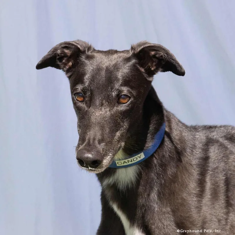 An adult large-sized female Greyhound dog named Candy for adoption in Woodinville, WA