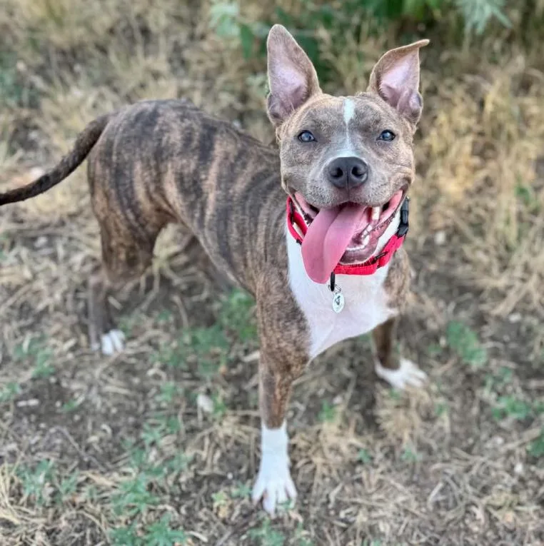 A young medium-sized female Brindle Pit Bull Terrier dog named Sophia for adoption in Mead, CO