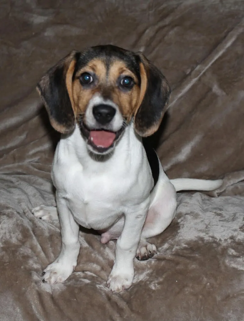 A baby small-sized male Tricolor (Brown, Black, & White) Beagle dog named Bo for adoption in Winston-Salem, NC