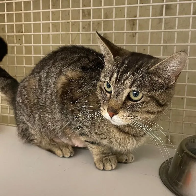 An adult medium-sized female Domestic Short Hair cat named Grilled Cheese for adoption in Roanoke, VA