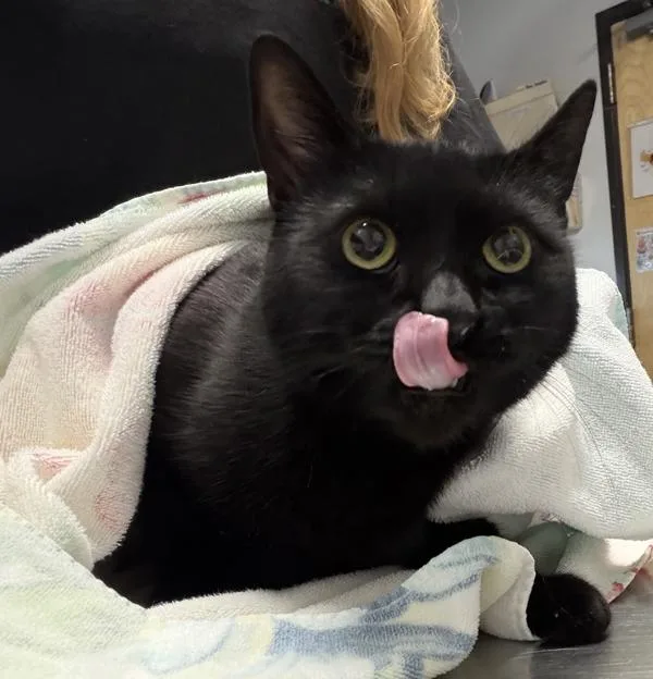 An adult medium-sized female Domestic Short Hair cat named Lilo for adoption in Escondido, CA