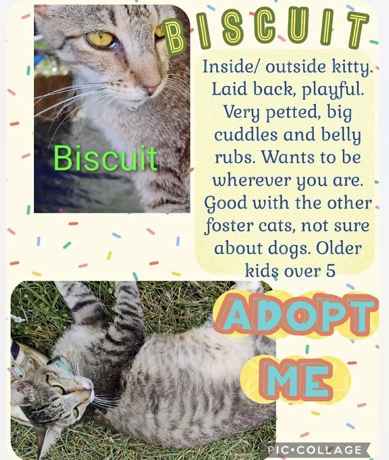 A young medium-sized male Gray / Blue / Silver Domestic Short Hair cat named Biscuit for adoption in Kannapolis, NC