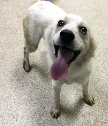 A young medium-sized male Terrier dog named Hammy for adoption in Riverside, CA