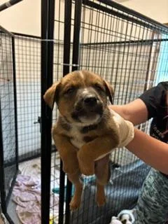 A baby medium-sized male Australian Cattle Dog / Blue Heeler dog named Milo for adoption in Thompson Falls, MT
