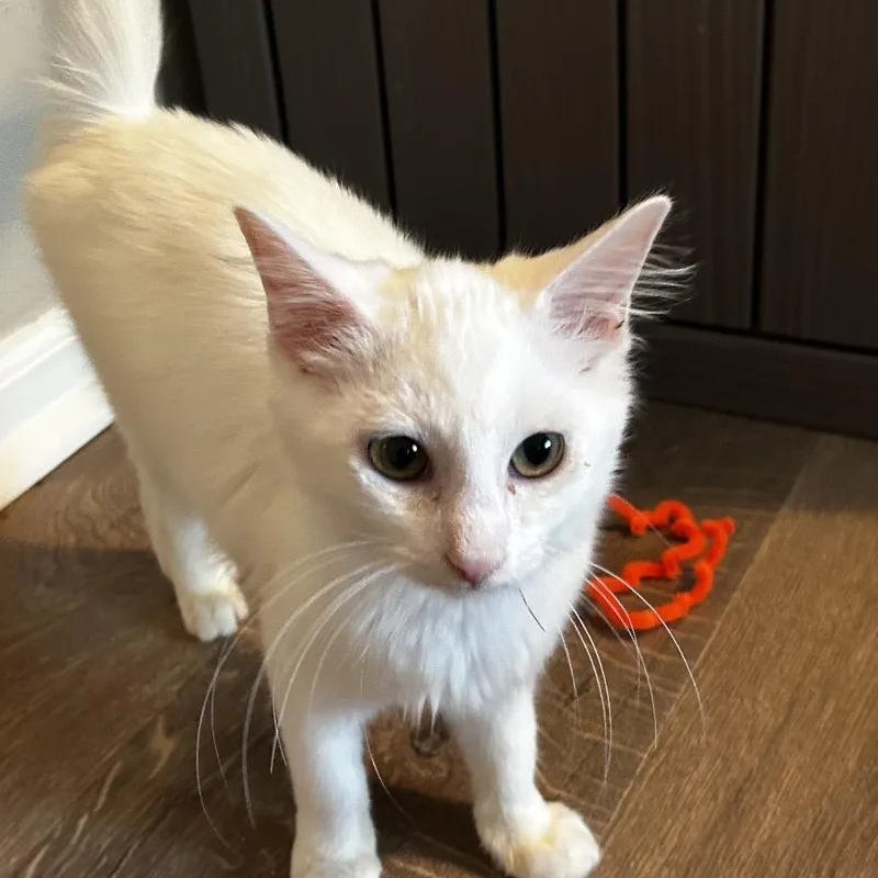Kumo