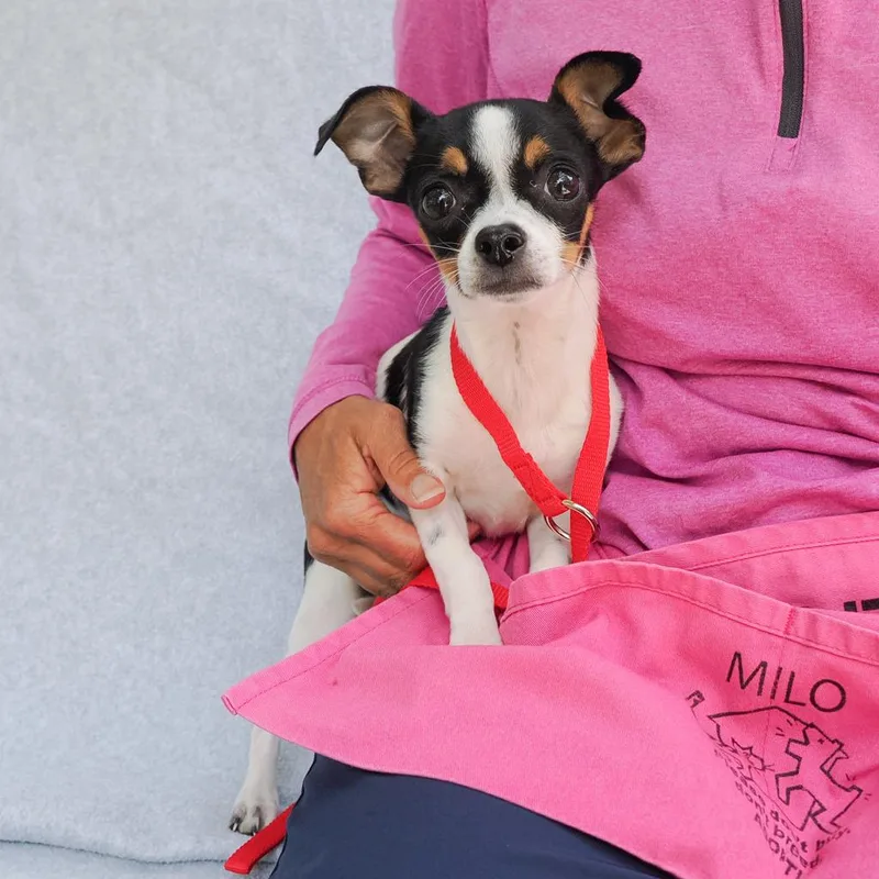 A baby small-sized male White / Cream Chihuahua dog named Bud for adoption in Point Richmond, CA