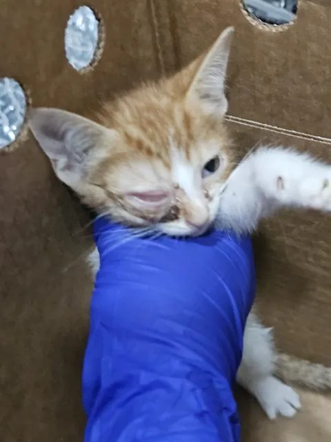 A baby medium-sized female Domestic Short Hair cat named Waffles for adoption in Dallas, TX